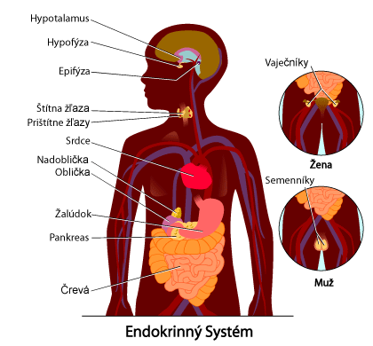 Endokrinni system